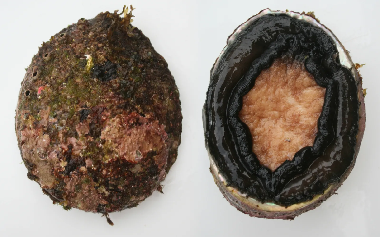 Thinly sliced Tasmanian blacklip abalone sauteed with garlic butter in a hot pan, the flesh creamy white with brown edges
