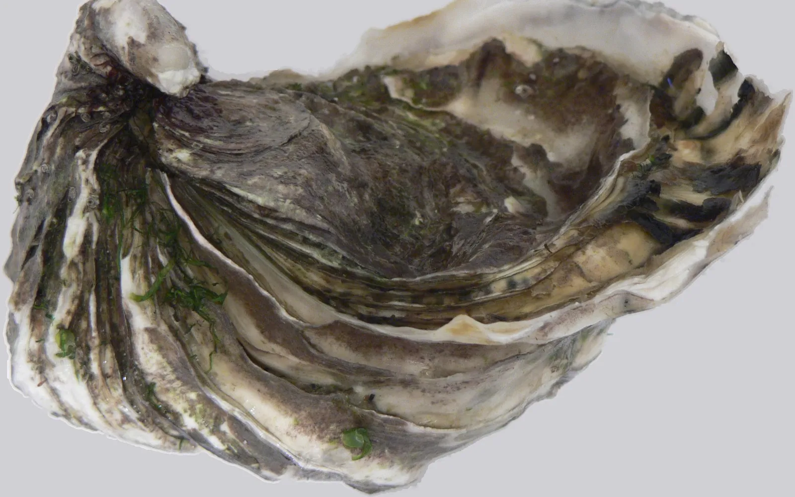 A plate of fresh Tasmanian oysters, shucked and resting on crushed ice with lemon and mignonette sauce, the flesh a fresh creamy colour