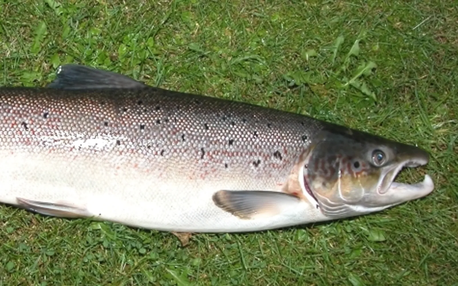 A fresh pink fillet of Tasmanian Atlantic salmon resting on ice, the flesh firm and glossy, ready to serve