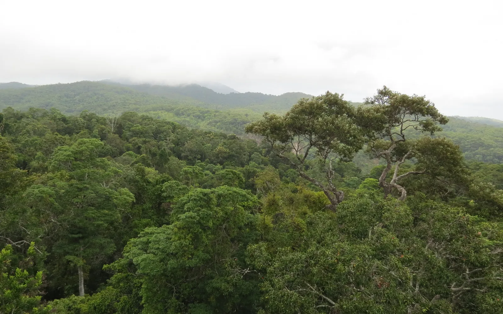 The lush, dense Daintree Rainforest, sunlight filtering through the tall canopy in shafts and reflecting on a clear stream in the silent forest.