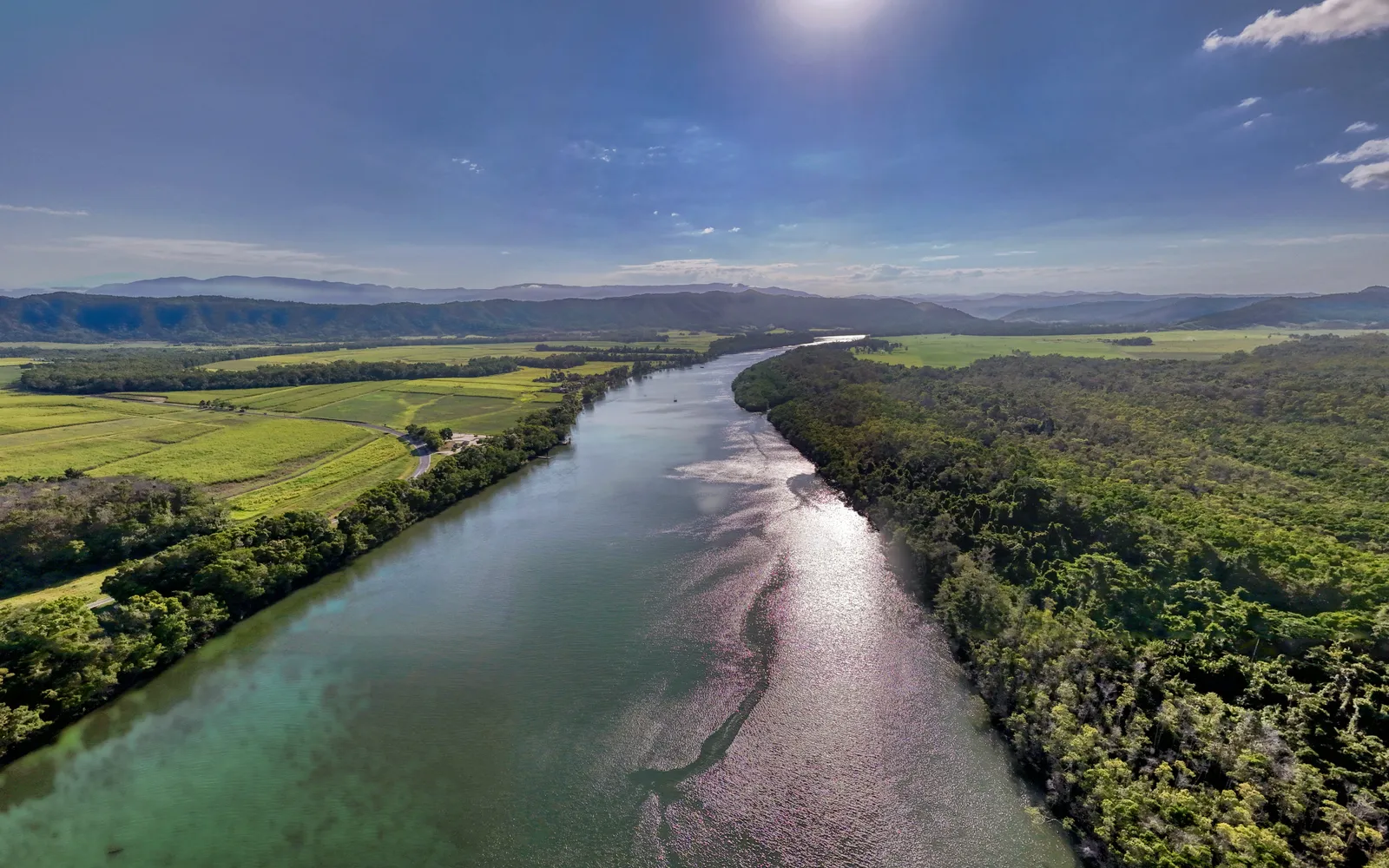 A large saltwater crocodile resting on a sandy bank of the Daintree River, lush mangrove forest behind, tourists on a boat photographing it up close.