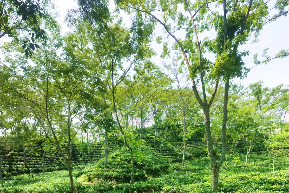 บรรยากาศย่านRadhanagar / รอบไร่ชา ในศรีมังคัล