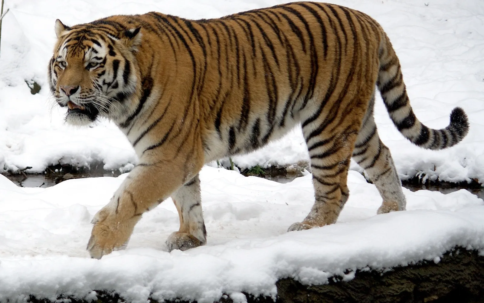 A large Siberian tiger lounging on white snow at the Harbin tiger park, its thick orange-and-black striped coat gleaming against the snow