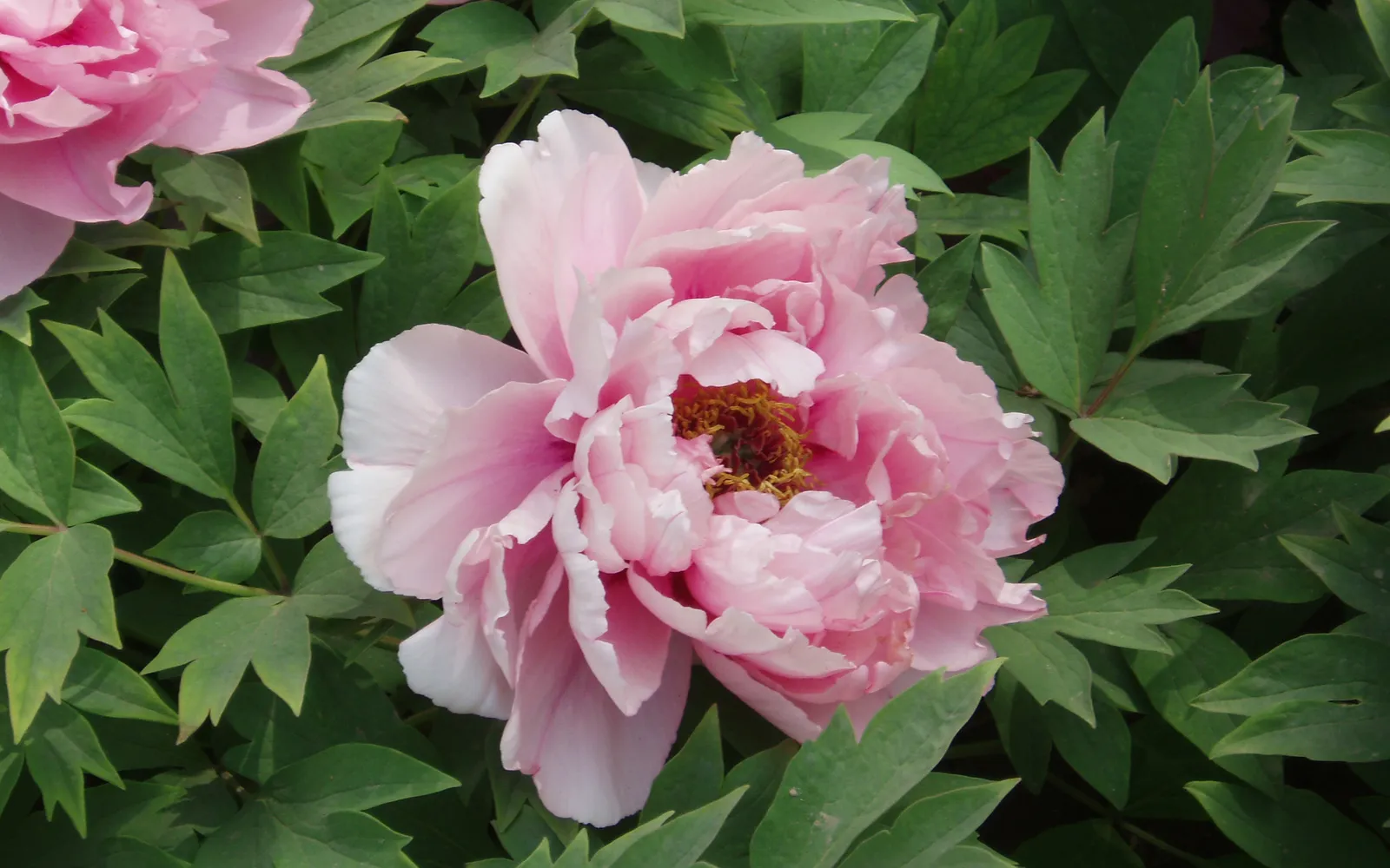 Deep-red Luoyang peonies in full bloom, their plump, many-layered petals catching the morning light, surrounded by pink and white blooms in the Luoyang garden