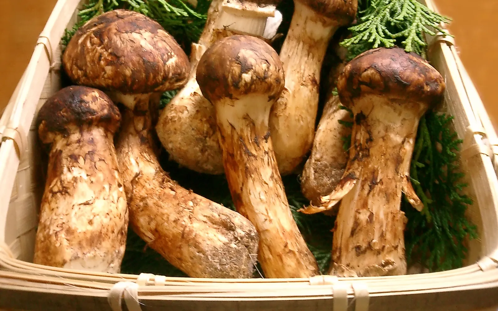 Golden-brown Matsutake mushrooms laid on wild leaves, ready for cooking