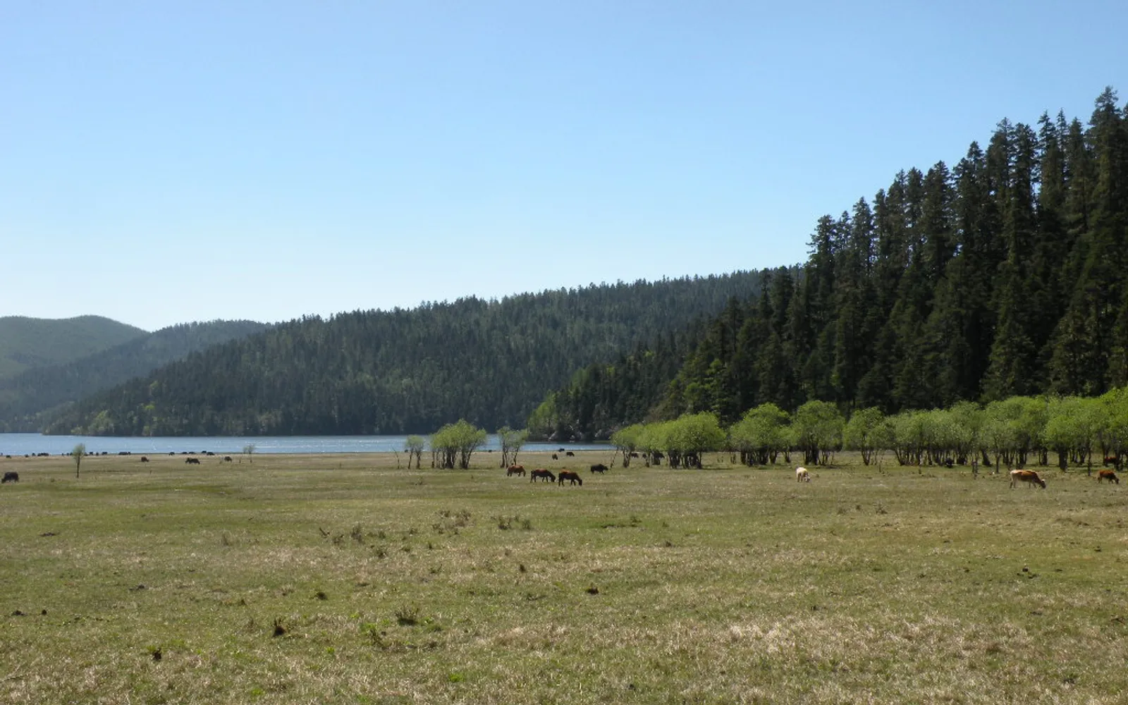Emerald-green Bitahai Lake in Pudacuo National Park surrounded by pine forest and wildflower meadows