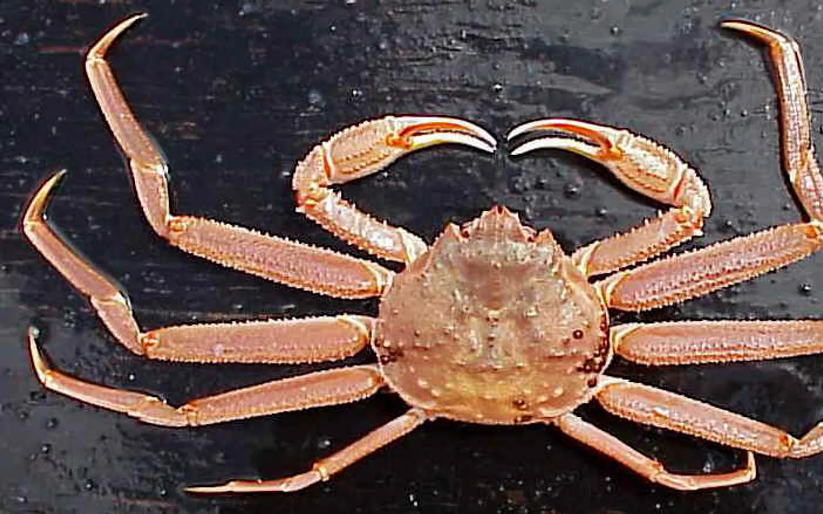 A large, fully cooked snow crab in orange-red, served on a Japanese tray with ponzu on the side