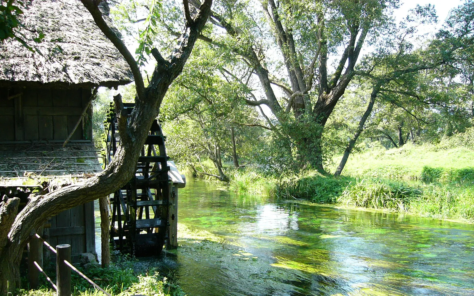 Bright-green wasabi beds fed by clear alpine water at Daio Farm, with a traditional wooden waterwheel behind