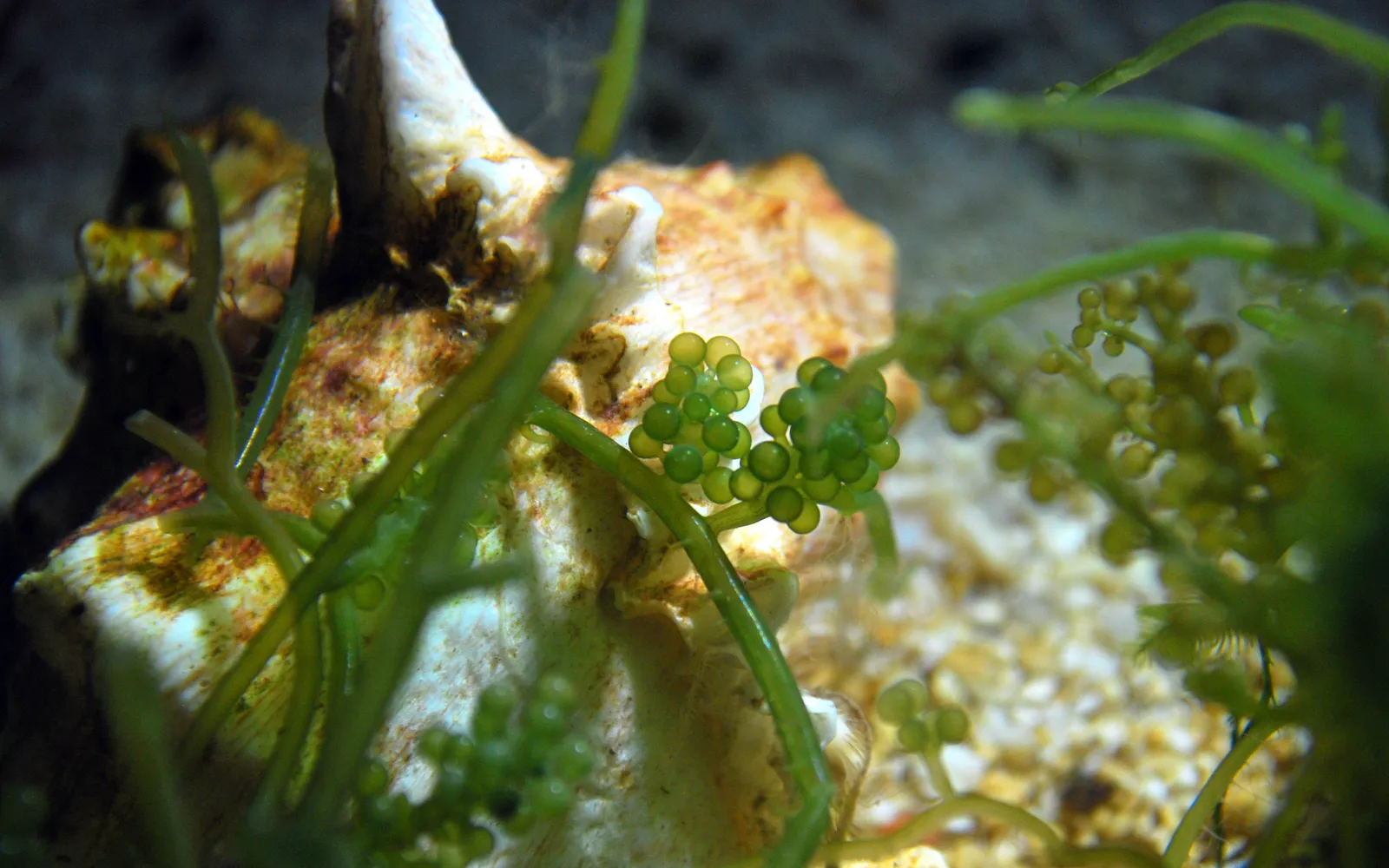 Umibudo sea grapes — dark green, small round pearls clustered along stems like miniature grapes — served with ponzu dipping sauce