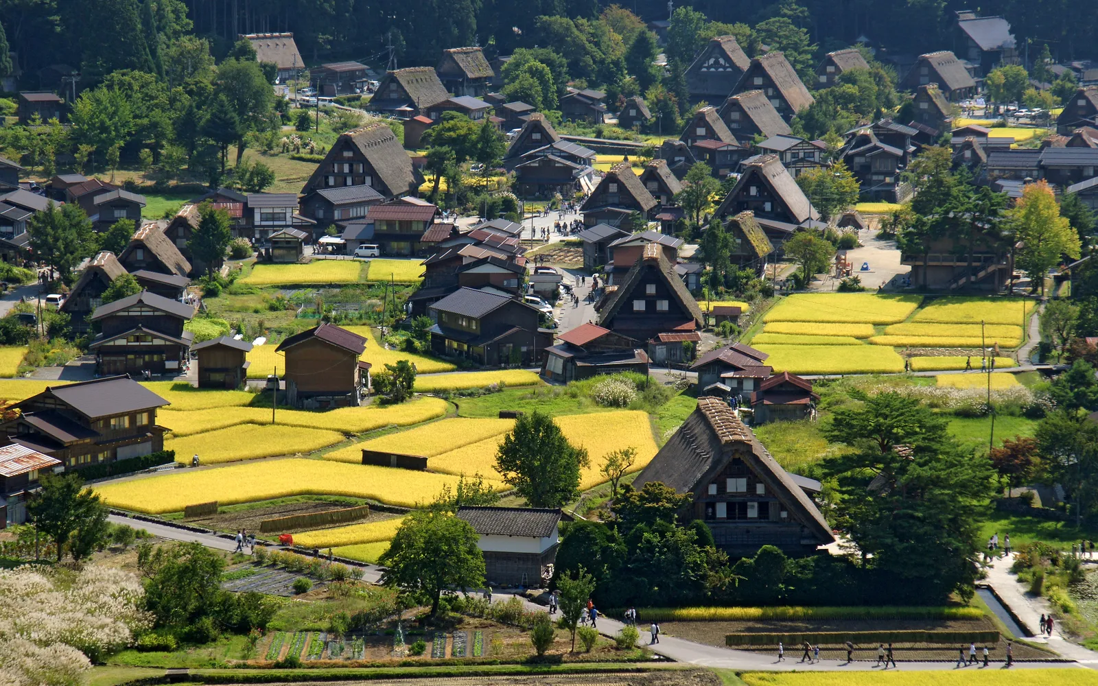 Tall gassho-zukuri thatched farmhouses of Shirakawa-go village