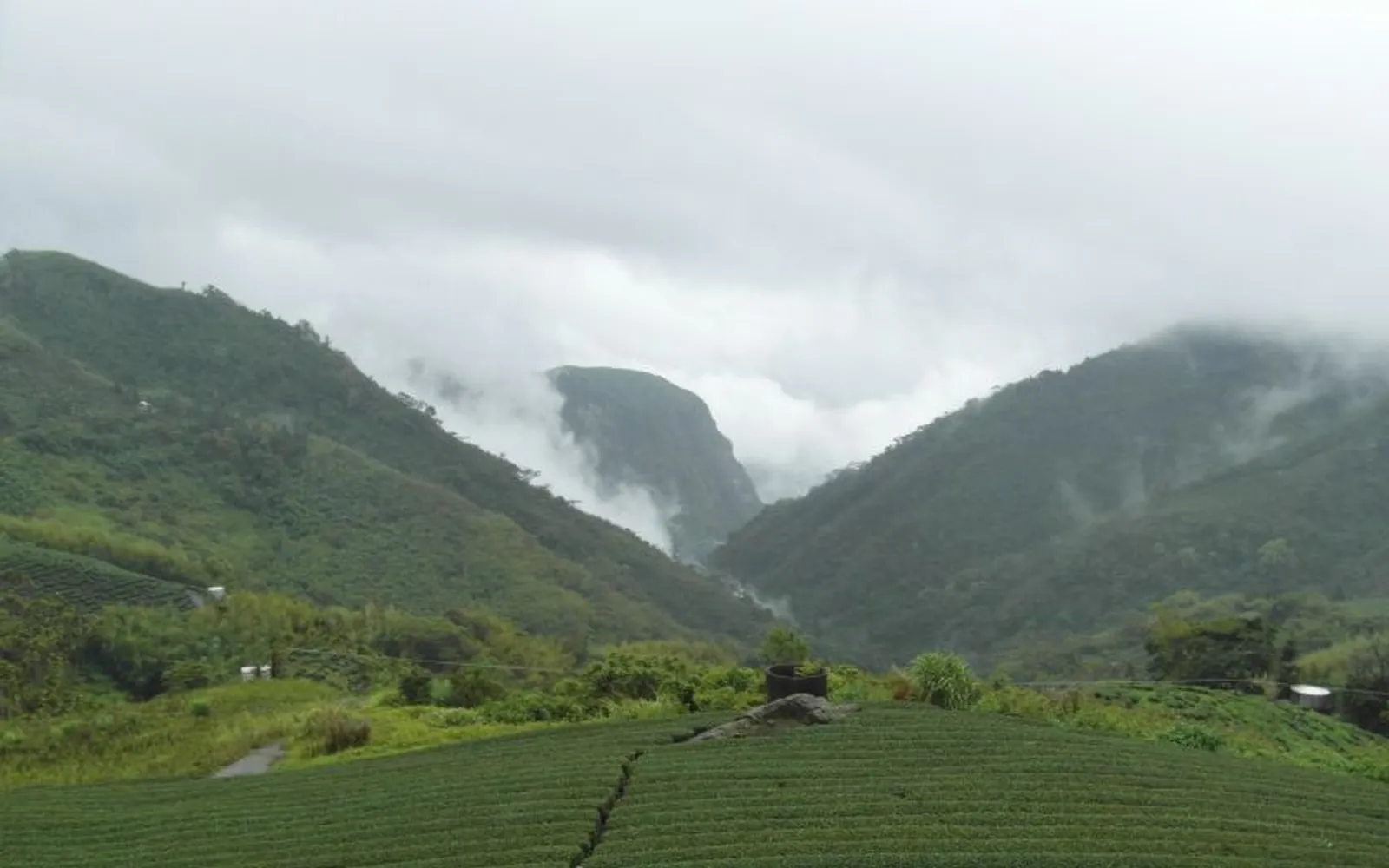 Alishan Food Guide