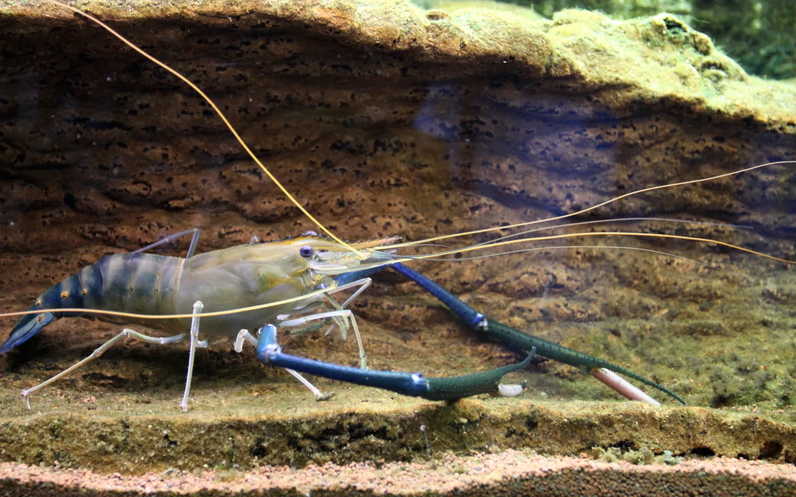 A large charcoal-grilled giant river prawn on a plate, served with spicy-sour seafood dipping sauce