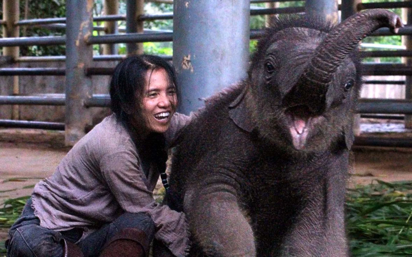 Asian elephants roaming freely in the lush forest of a Chiang Mai elephant sanctuary