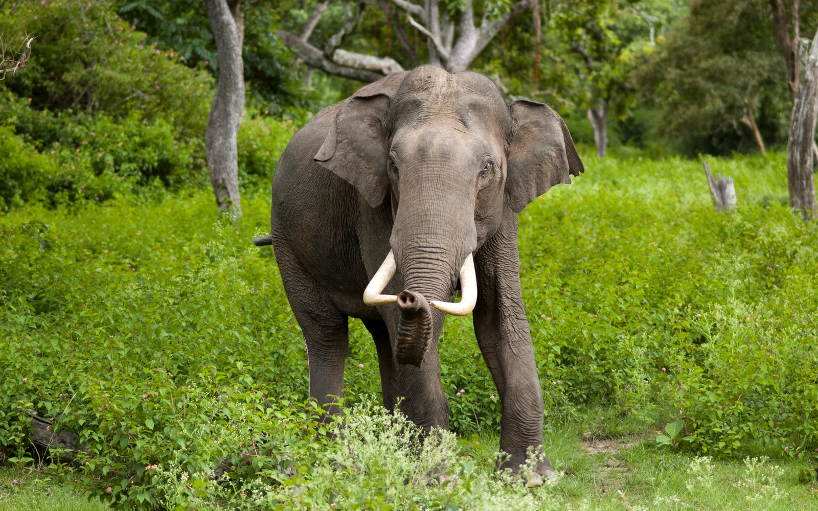 Asian elephants grazing in a riverside garden at Elephants World, Kanchanaburi