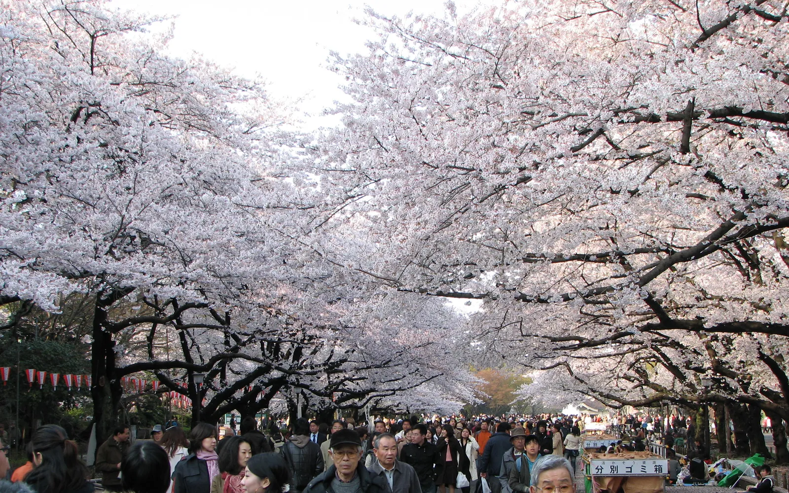 Ueno Park with cherry blossoms