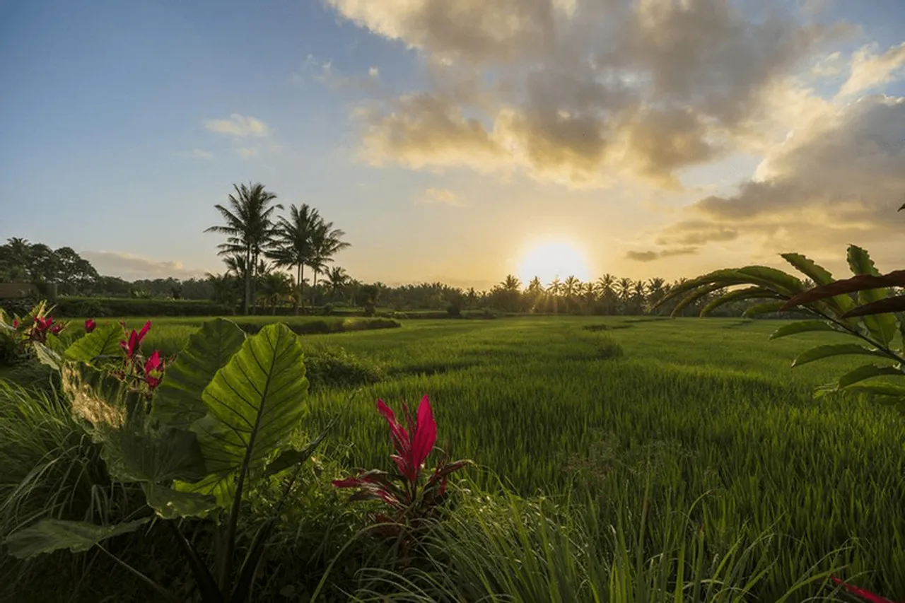 Beehouse Dijiwa Ubud — rooms and atmosphere