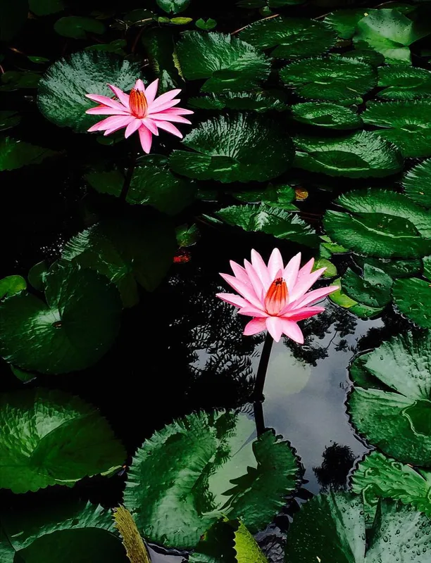 Devi Bhawan — ภาพห้องพักและบรรยากาศ
