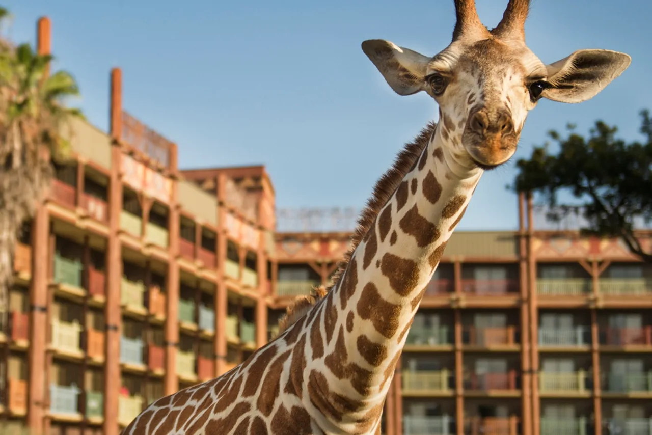 Disney's Animal Kingdom Lodge — rooms and atmosphere