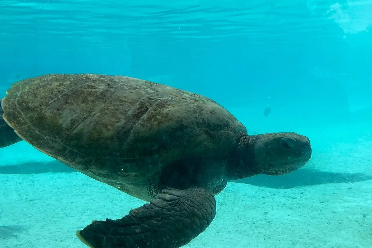 Grand Hyatt Baha Mar — rooms and atmosphere