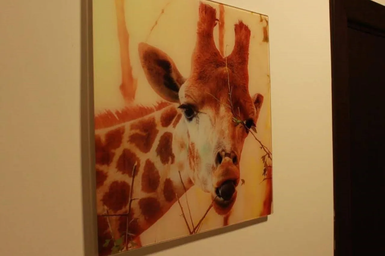 Safari Hostel — rooms and atmosphere