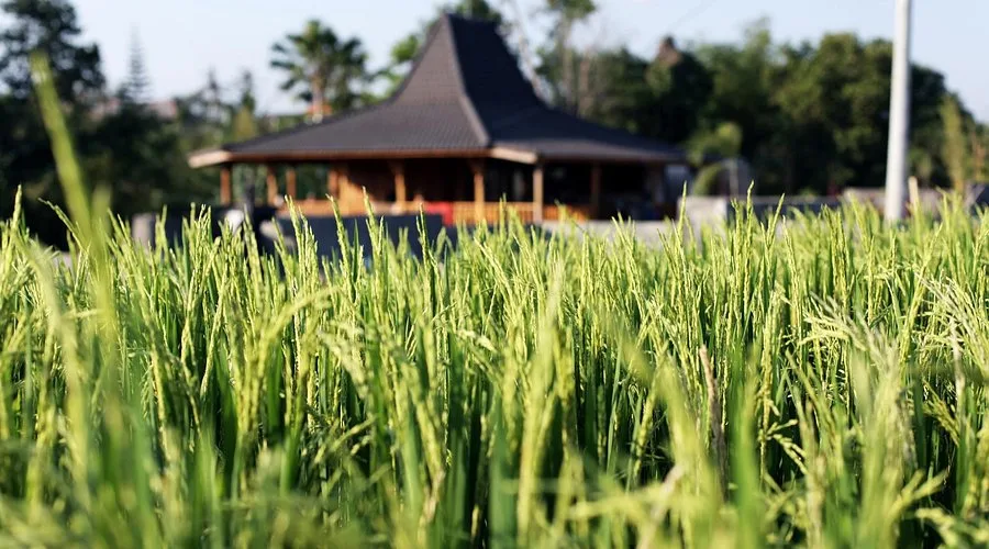 The Farm Hostel — ภาพห้องพักและบรรยากาศ