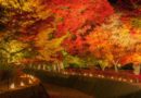 ใบไม้เปลี่ยนสีปี 2018 วันที่เท่าไหร่? สถิติงานเทศกาลชมใบไม้เปลียนสีที่ Fuji Kawaguchiko 5 ปี ย้อนหลัง