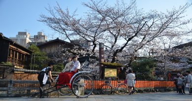 Fuji kawaguchiko Sakura Cherry Blossom ซากุระ