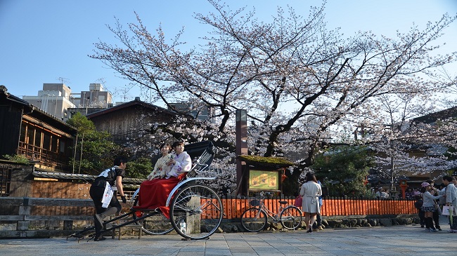 Fuji kawaguchiko Sakura Cherry Blossom ซากุระ